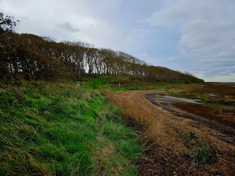 A line of oak and beech trees seen from the Saltmarsh.