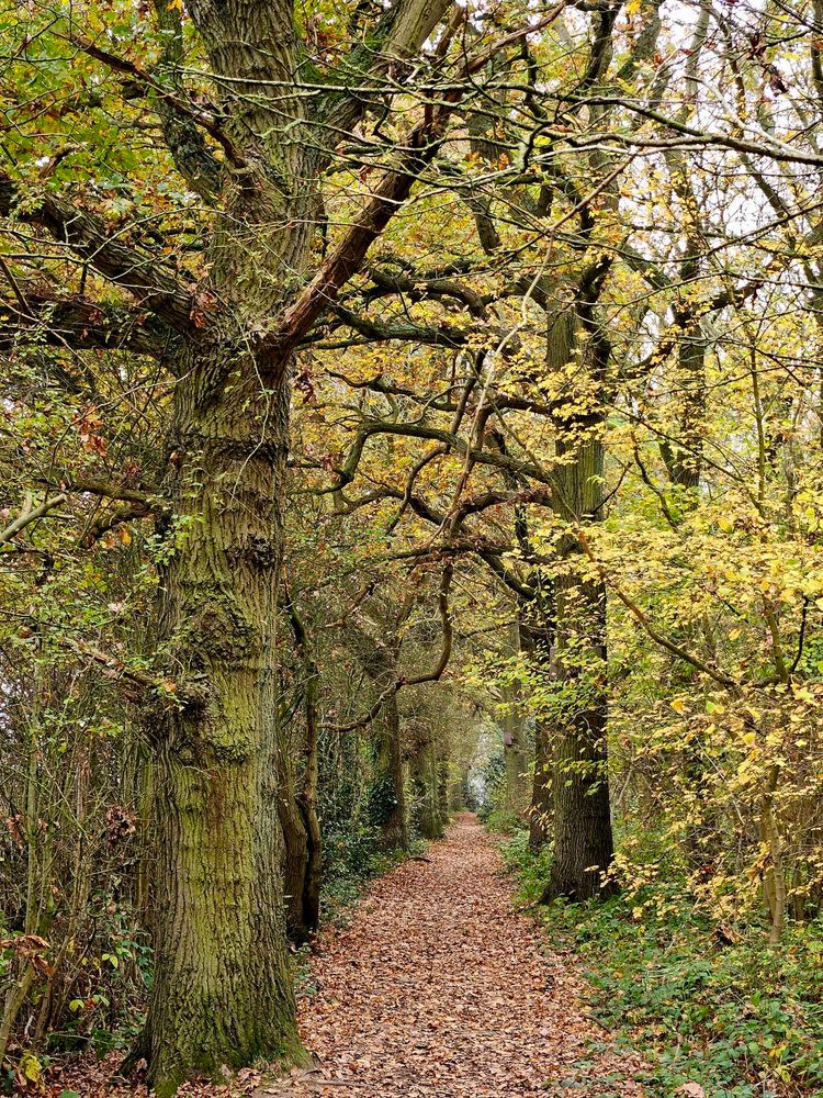 The southern edge of Ploughman Wood, Lowdham, Nottinghamshire photographed in November 2025.