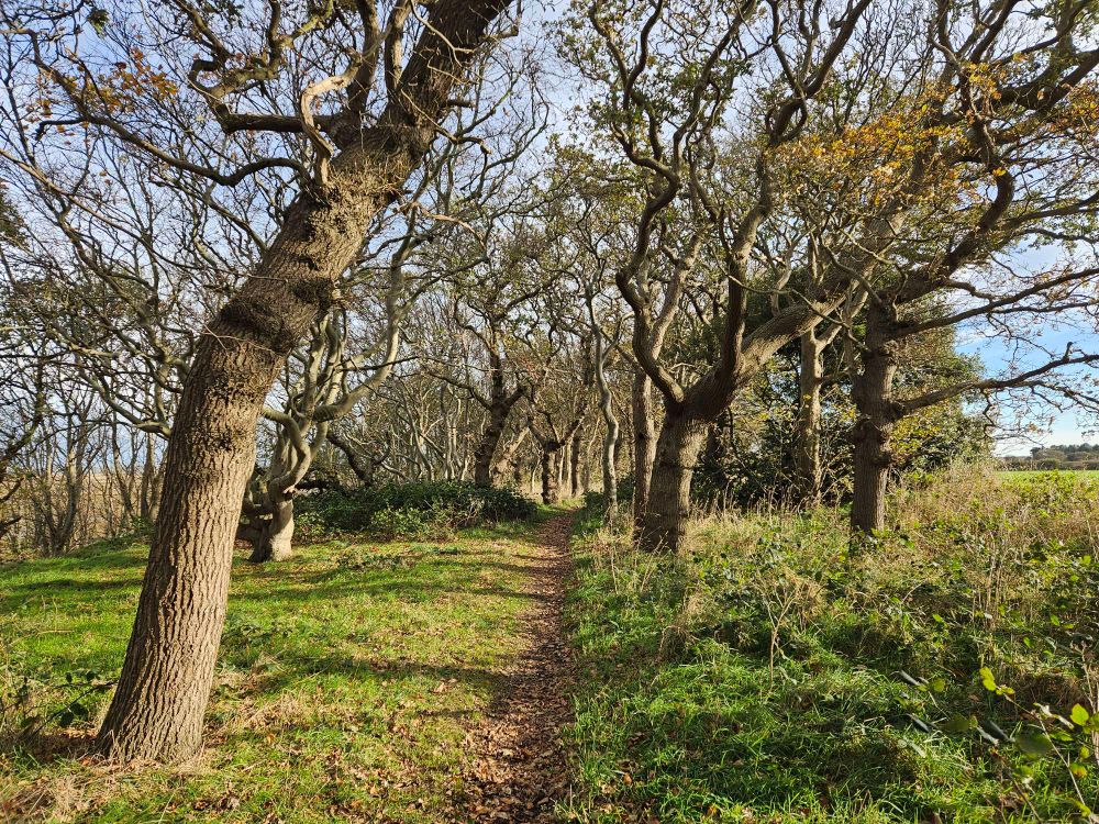 Beech and oak trees with twisted trunks and branches. 