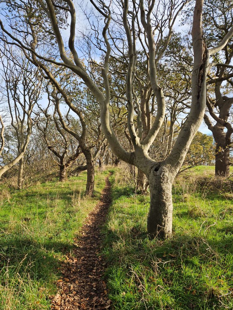 Beech and oak trees with twisted trunks and branches. 