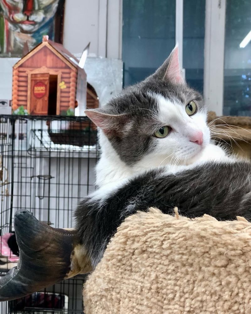 A domestic short-haired cat with white and gray fur and green eyes resting on a beige cat tree, looking to the right.
Kindly help us keep our cats happy and healthy. Donate now to support our shelter.