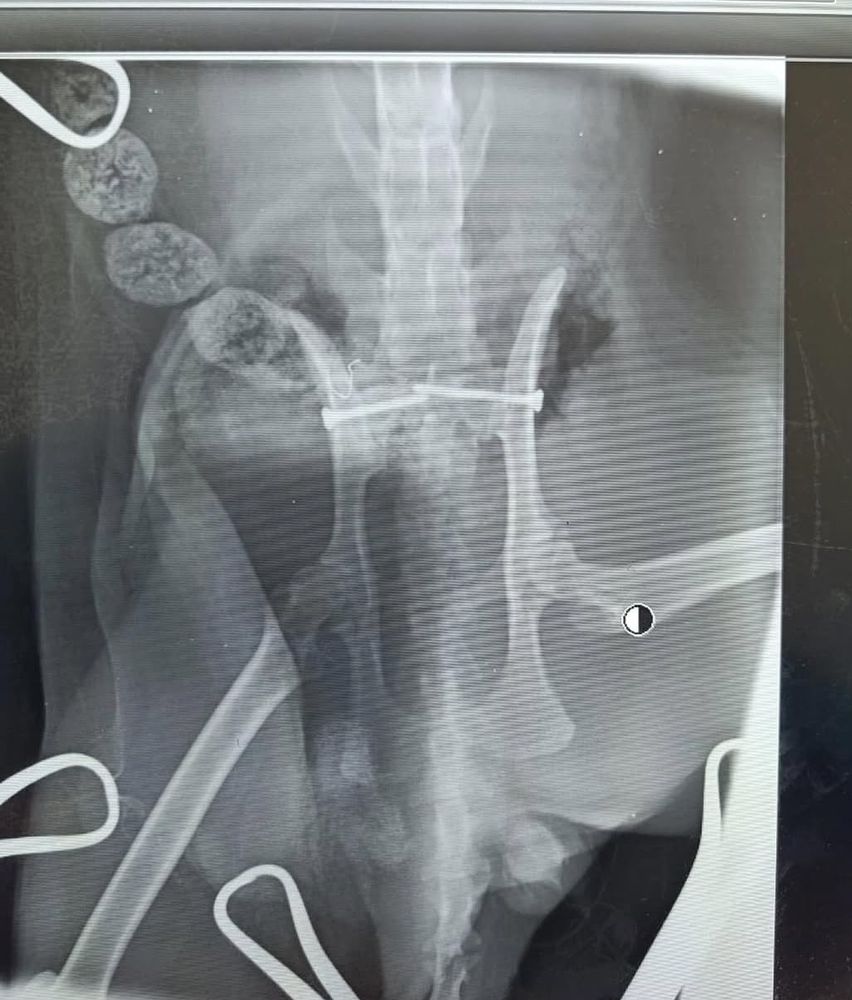 medical X-ray showing the pelvis and upper hind limbs of a cat, with visible orthopedic implants, including pins or wires, stabilizing a fractured or surgically repaired bone in the pelvic region.