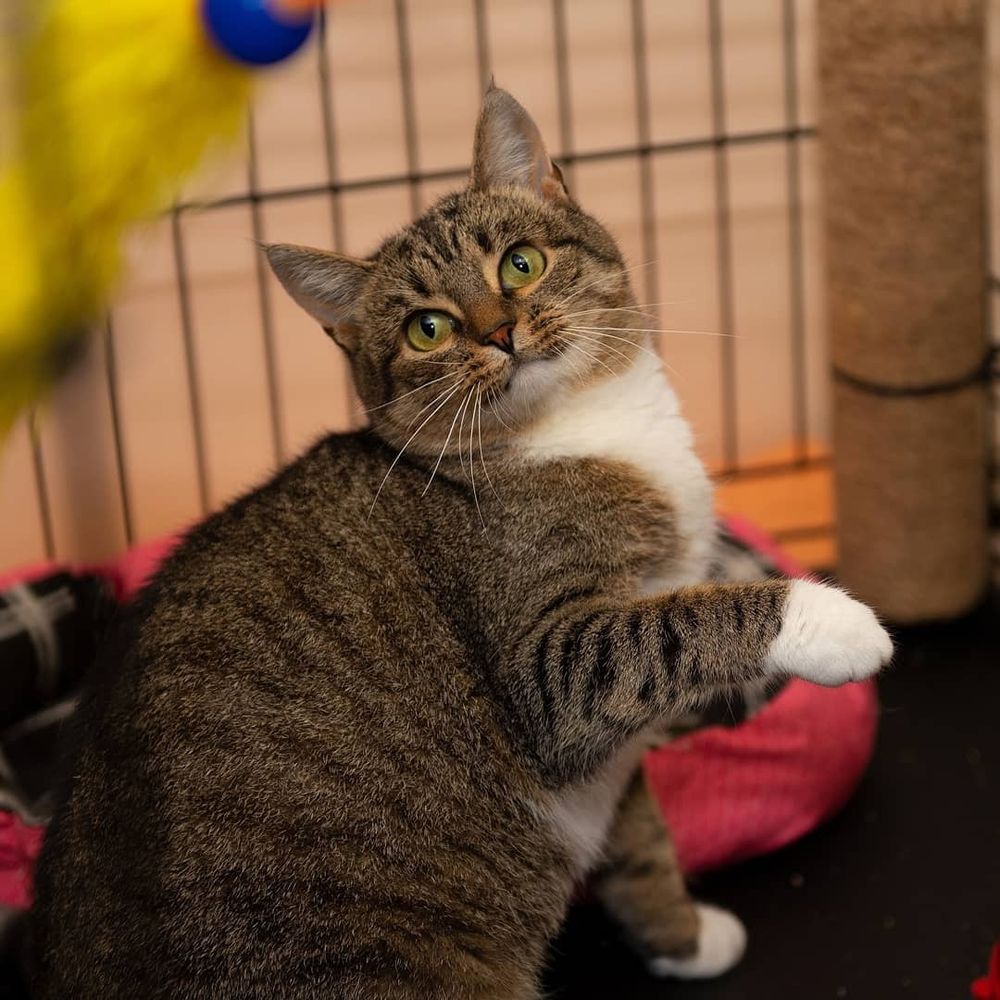 A cat sitting with one of fore front hand raised as if holding a handbag.
