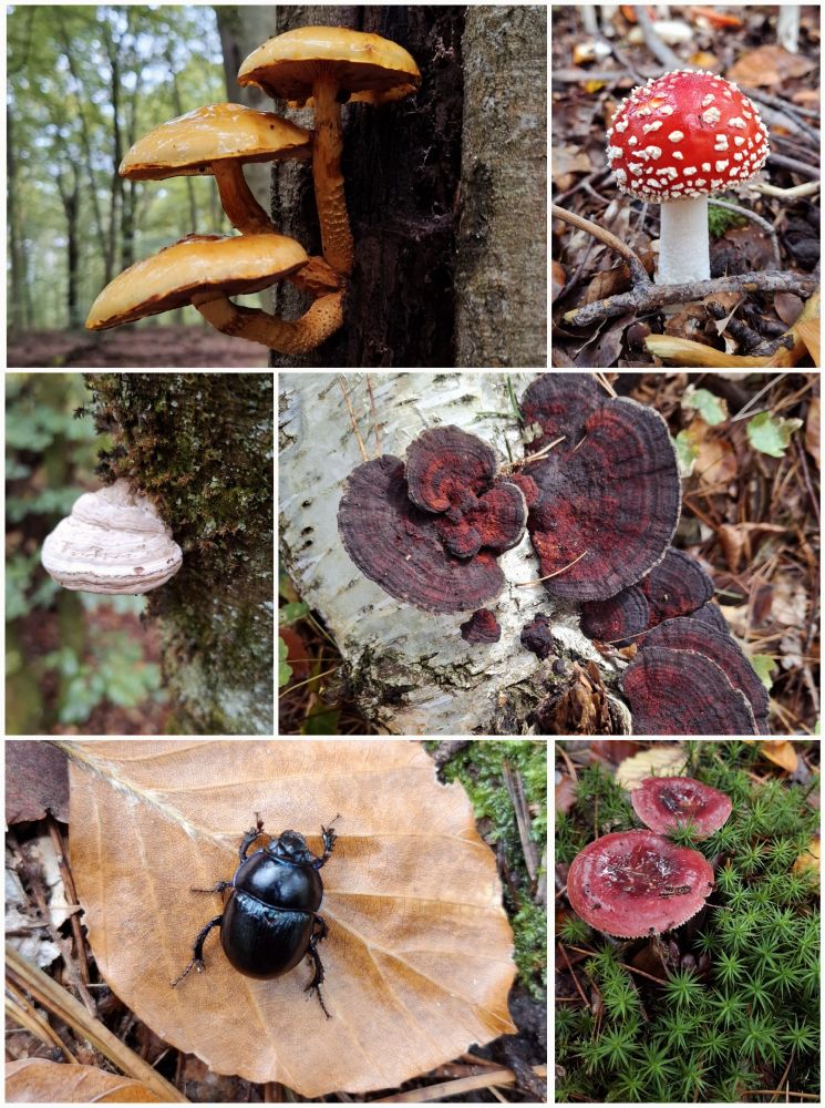 collage with pictures of different mushrooms and a beetle 