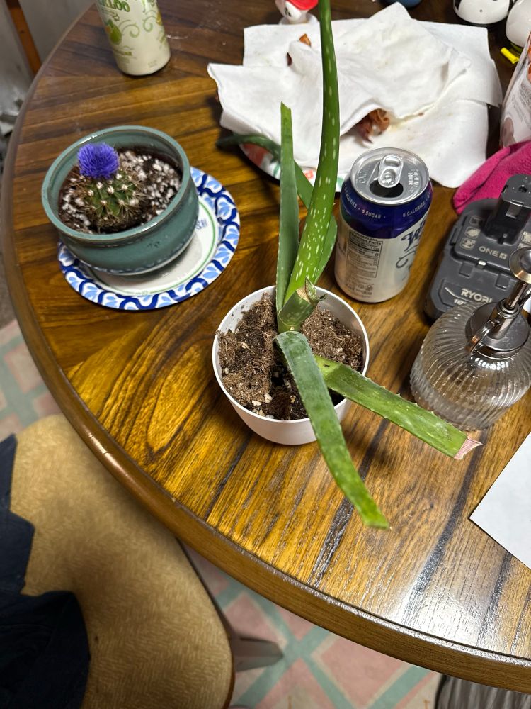 Cactus and aloe plants. 