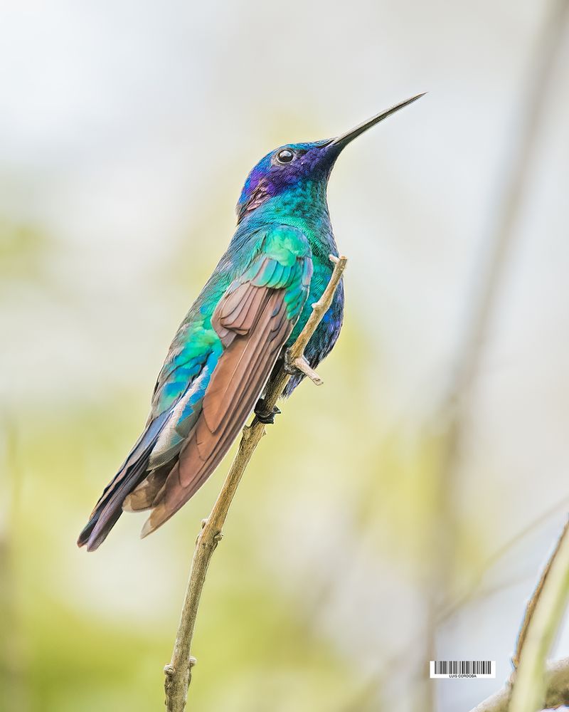 ups! I did it again!!
These little creatures are nervous and rarely show themselves perched when you approach to take their photo
#stunning  #picoftheday #photograper #luiscordobapharchive #nature #birds 
#eastcoastkin #hummingbirds