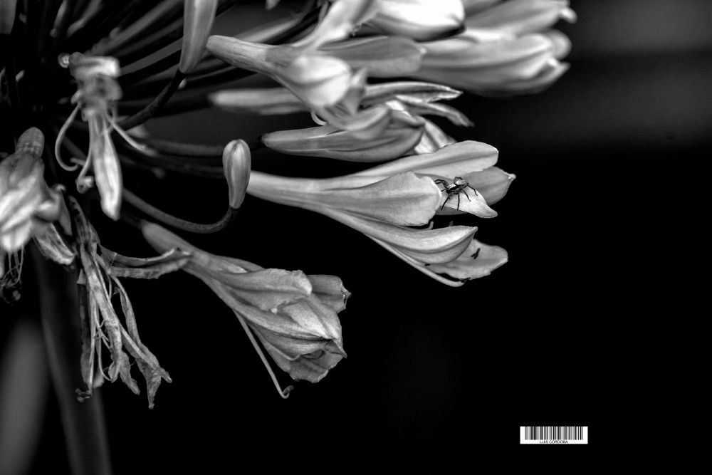 there is something in my flower

my 🔝🌷📷here ⬇️:
https://bsky.app/profile/did:plc:gkdzhhasll5lweby2pnakh3c/feed/aaaazibdwmbeg


 #storytelling #luiscordobapharchive  #eastcoastkin #art   #picoftheday    #flower #ClassicMono
#MayBlooms #BlueSkyMonday #MacroMonday #photography #Bloomscrolling #nature #EastCoastKin