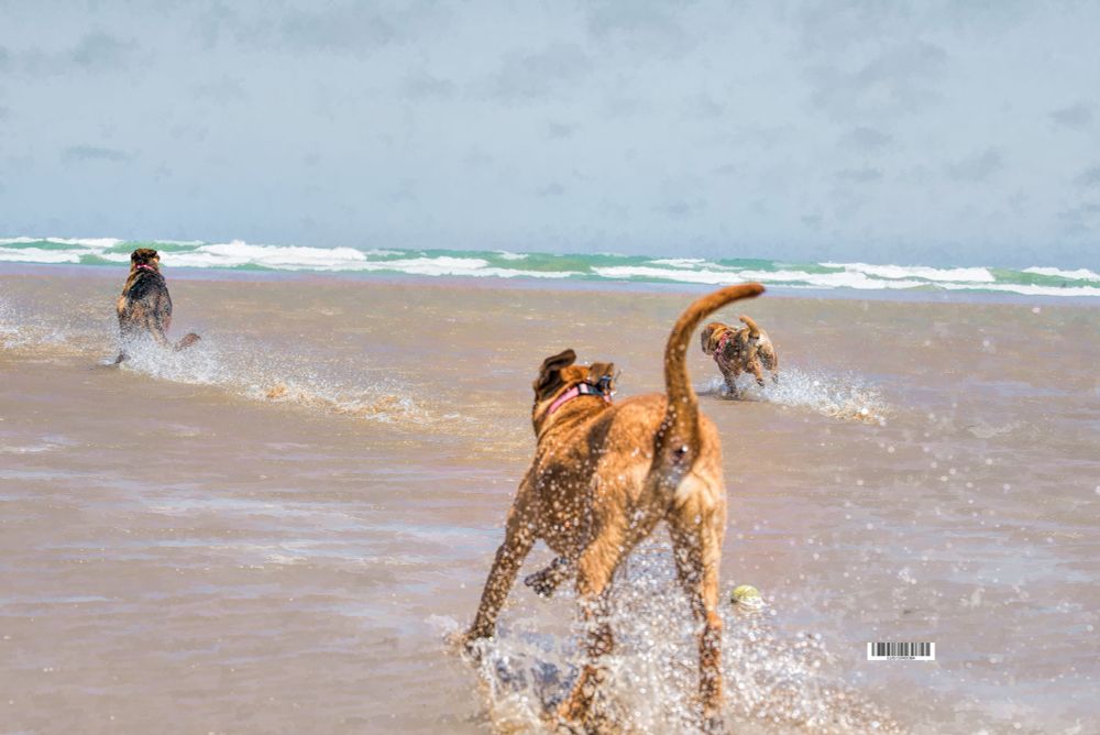 wet dogs in the lake, amazing
how could i not post this, it is funny 

my less ⬇️liked📷 collection , but they are really good photos, here▶️
https://bsky.app/profile/did:plc:gkdzhhasll5lweby2pnakh3c/feed/aaaoy6i4fzk3g

#wet
#amazing #stunning #saturday
#eastcoasKin
#dogs
#shores
#lake
#michigan 
#luiscordobapharchive
#photography
#chicago
#run
#leader