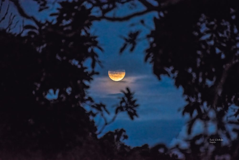love in the shadows
yesterday  moonrise, too cloudy 
#moon  #forest #sky #scape #bluesky #blue
the Waxing Gibbous moon #storytelling #luiscordobapharchive  #eastcoastkin #art     #photographer #moonrise 
 visit my 🔝📷collection▶️
https://bsky.app/profile/did:plc:gkdzhhasll5lweby2pnakh3c/feed/aaakxjvg42x26
