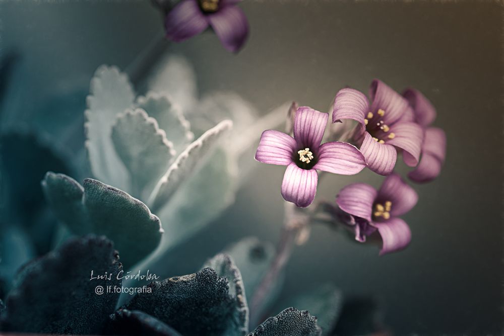  if bored post flowers 🍀in a misty morning
#wednesday and all other days are  good days for  #art,  and #flowers   #macro #pictureofday #backyard
#luiscordobapharchive  #EastCoastKin  

this is not a huge collection, but some beauties here
https://bsky.app/profile/did:plc:gkdzhhasll5lweby2pnakh3c/feed/aaaazibdwmbeg