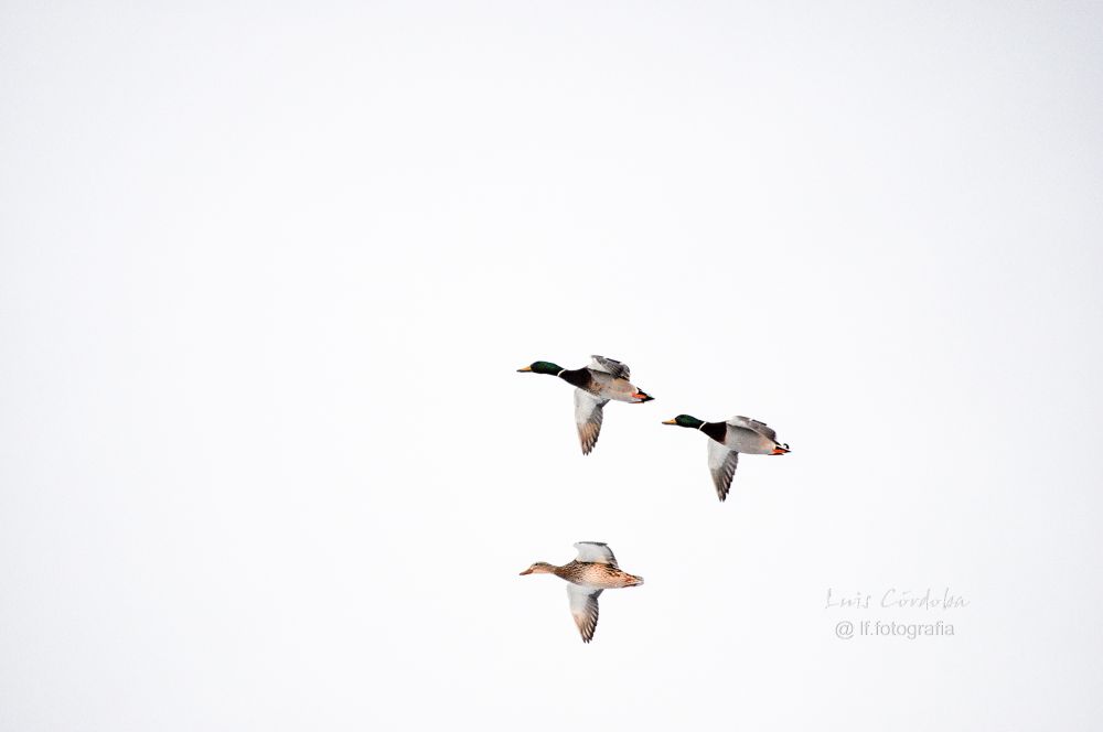 the story about that photo is all cuac cuac!!

#stunning  #picoftheday #photograper #luiscordobapharchive #nature #birds 
#eastcoastkin #canadians 
you like birds? here my top collection▶️

https://bsky.app/profile/did:plc:gkdzhhasll5lweby2pnakh3c/feed/aaahz57tkb3re