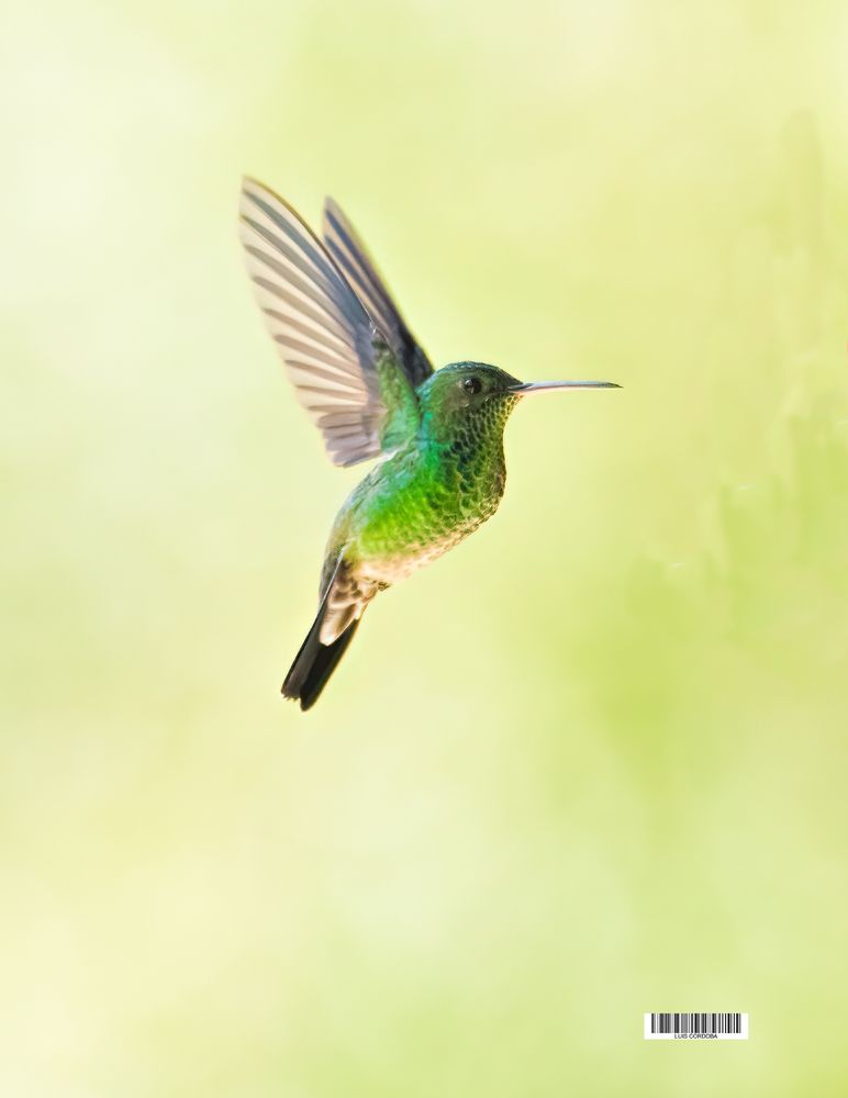 It is a #stunning #sunday #stunday day  to post this little from my bird collection ,don't you feel like giving it love?
 I did it again!! 🍀❤️🎉
 
 my 🔝bird 📷 collection ▶️
https://bsky.app/profile/did:plc:gkdzhhasll5lweby2pnakh3c/feed/aaahz57tkb3re

#saturday  #picoftheday #photograper #luiscordobapharchive #nature #birds 
#eastcoastkin #hummingbirds