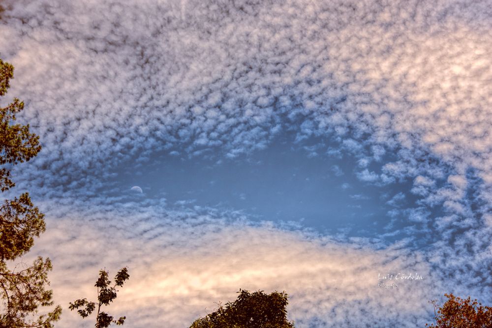 my shy lover
yesterday  moonset, too cloudy 
in #narrow #sight
#moon  #forest #sky #scape #bluesky #blue
the Waning Crescent moon #storytelling #luiscordobapharchive  #eastcoastkin #art     #photographer #moonset #blueskyArtShow
 visit my 🔝📷collection▶️
https://bsky.app/profile/did:plc:gkdzhhasll5lweby2pnakh3c/feed/aaahz7avjwmia