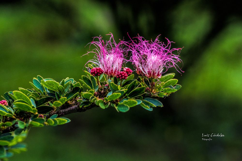  if bored post flowers 🍀i would like to said, but i don't know
who can help? what is this nature wonder?
#monday  #art,  and #flowers   #macro #pictureofday #backyard
#luiscordobapharchive  #EastCoastKin  

this is not a huge collection, but some beauties here▶️
https://bsky.app/profile/did:plc:gkdzhhasll5lweby2pnakh3c/feed/aaaazibdwmbeg