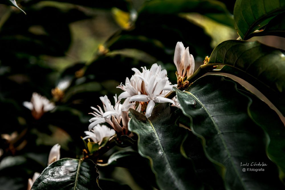 from here to your coffee table.
#coffe #flower 
some day you will drink coffee
I found that walking in Andean  Mountains 
I am back. Follow me back
this is my new backup page
#luiscordobapharchive 