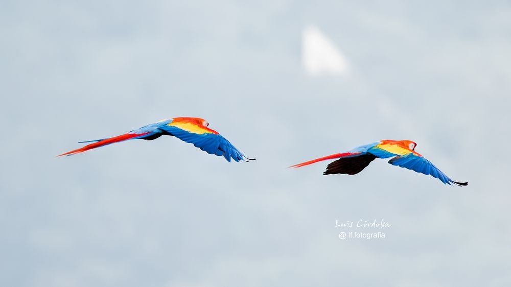 what's up? Birds! colorful and big birds.
this bird colors are unique and  #stunning for a #tuesday  #gucamayas   #picoftheday #photograper #luiscordobapharchive #nature #birds #earth
#eastcoastkin  scarlet macaw but has  tricolor flag
my Birds 🔝 here ▶️
https://bsky.app/profile/did:plc:gkdzhhasll5lweby2pnakh3c/feed/aaahz57tkb3re