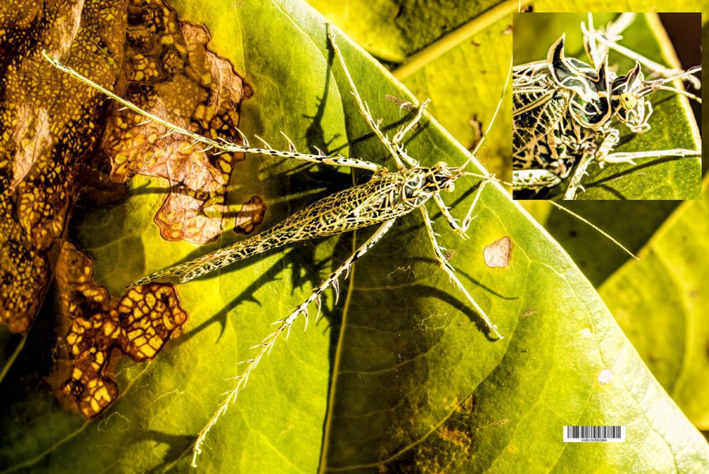 #nature #entomology #jimmyCricket #criket 
We call him Jiminy Cricket that is all i know about insects,  but this strange creature is his relative, like the triceratops, Pteranodon, look at his head whose name I don't know. Someone help me with details
#luiscordobapharchive #storytelling    #eastcoastkin  #art   #picoftheday  #macro #criket 