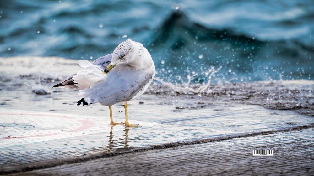 Make your sail
And every heart
Will know of the tale
And head for the farthest shore
Songbird
Make your tune
For none may sing it just as you do
And make your song be heard
#luiscordobapharchive
#birds #seagull
Visit my collection feed you would find something to love
https://bsky.app/profile/luiscordoba.bsky.social/feed/aaakxjvg42x26