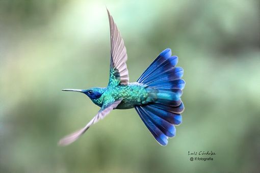 Hey #Friends, Good morning
Oooops, i think i did it again!!
Follow me!
this little creatures keep liking my #nikon!! #Sweet
#luiscordobapharchive
#hummingbirds #birds
#storytelling   #eastcoastkin  #art   #picoftheday  #photographer #blueSkyArtShow