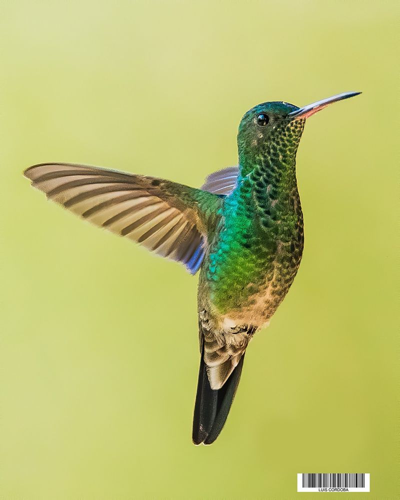 Hey #Friends, Good morning
Oooops, i think i did it again!!
#hummingbirds  liking my #nikon!! 
#luiscordobapharchive #storytelling    #eastcoastkin  #art   #picoftheday 
Repost!! doesn't cost anything & brings post to life again  
If you are one active follower  amigo find you at https://bsky.app/profile/did:plc:gkdzhhasll5lweby2pnakh3c/feed/aaafmb5gbymae