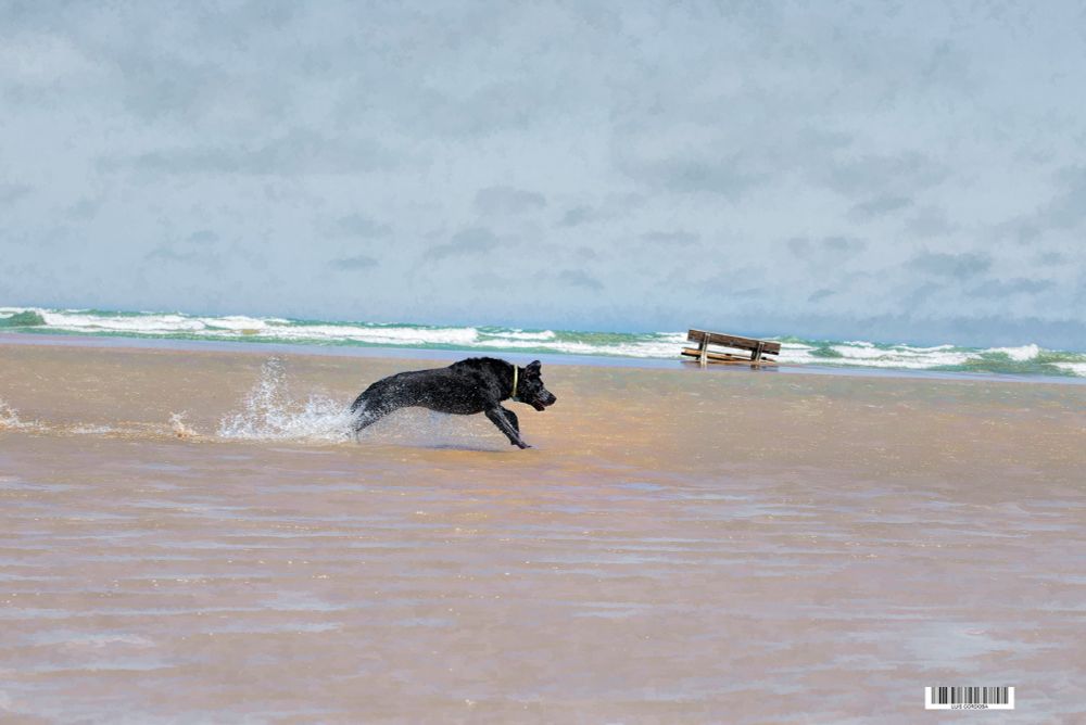 run lola, run, 
a storm is coming


my top collection here▶️
https://bsky.app/profile/did:plc:gkdzhhasll5lweby2pnakh3c/feed/aaakxjvg42x26

#storm
#wet
#amazing #stunning #saturday
#eastcoasKin
#dogs
#shores
#lake
#michigan 
#luiscordobapharchive
#photography
#chicago
#run
#leader