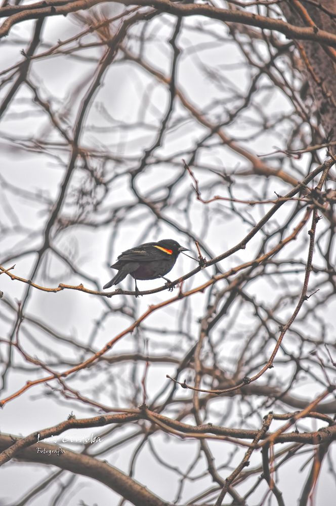 Could it be #classicmono, or not because the #color #arrow on it?

#stunning  #picoftheday #photograper #luiscordobapharchive #nature #birds 
#eastcoastkin 

you will LOVE MY BIRDS here my top collection▶️
https://bsky.app/profile/did:plc:gkdzhhasll5lweby2pnakh3c/feed/aaahz57tkb3re