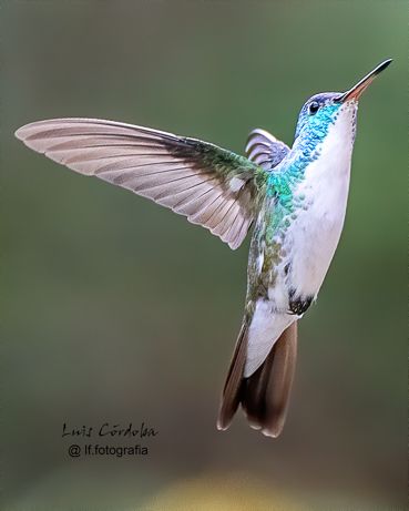 It is a beautiful day  to post this little from my bird collection ,don't you feel like giving it love?
oops! I did it again!! 🍀❤️🎉
 
some of my 🔝bird 📷 collection ▶️
https://bsky.app/profile/did:plc:gkdzhhasll5lweby2pnakh3c/feed/aaahz57tkb3re

#saturday  #picoftheday #photograper #luiscordobapharchive #nature #birds 
#eastcoastkin #hummingbirds