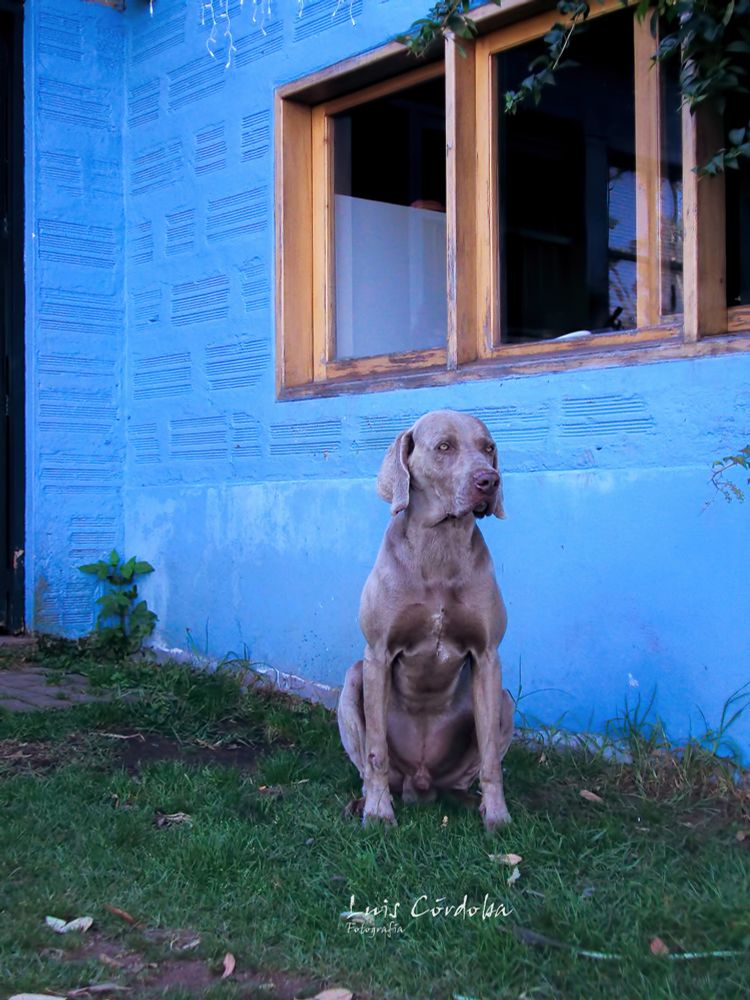 his name is Blue, i cant believe, so I call him and he come!!
how could i not post this, it is funny 

my less ⬇️liked📷 collection , but they are really good photos, here▶️
https://bsky.app/profile/did:plc:gkdzhhasll5lweby2pnakh3c/feed/aaaoy6i4fzk3g

#vibrant
#amazing #stunning #saturday
#eastcoasKin
#dogs

#luiscordobapharchive
#photography

#leader