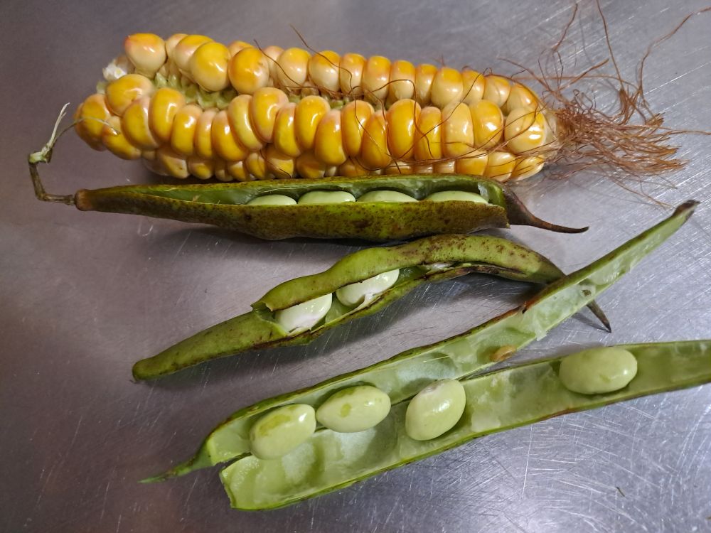 A sweet closure, a fresh green dawn
My last corn, my first green beans, every end brings a new beginning
my 🔝🌷📷here ⬇️:
bsky.app/profile/did:...

 #storytelling #luiscordobapharchive  #eastcoastkin #art   #picoftheday    #flower 
 #Macro #photography  #nature 