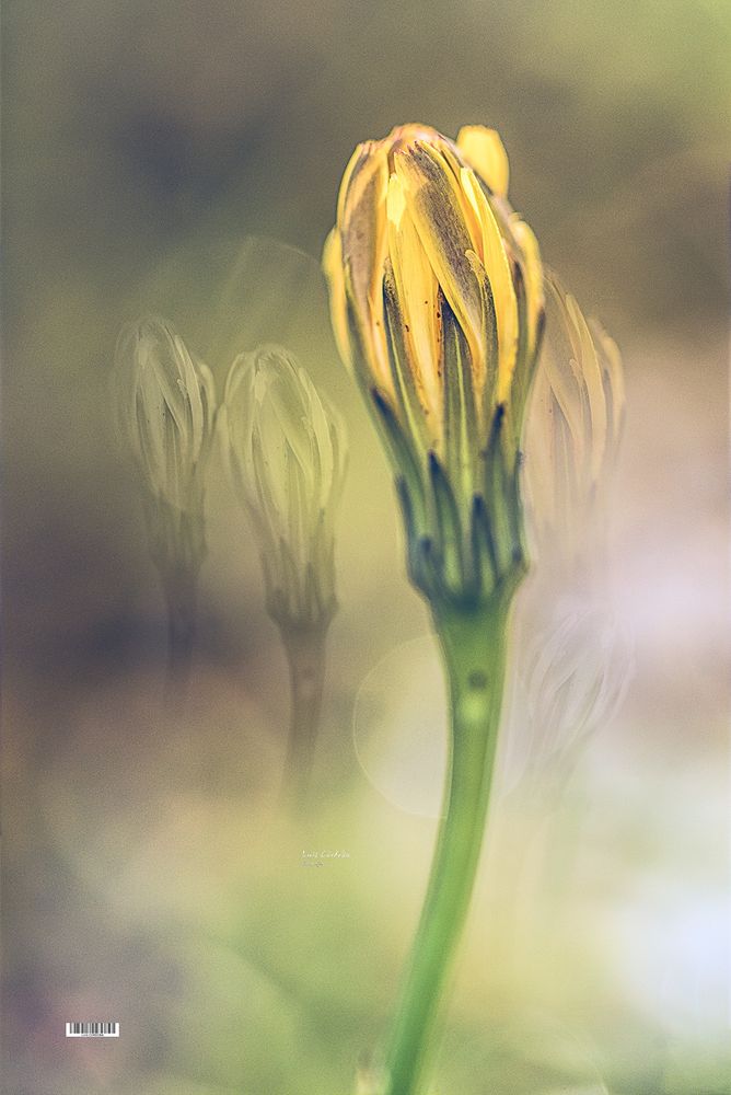 people make their circles of love, that shows the avatar of us all top likers in their circle,  i instead make my own notebook count and here are my top 100 supporters of my posts.  #top100 #friends #fellowship Thanks so much!!
 #storytelling #luiscordobapharchive   #art      #flower 
 #photography