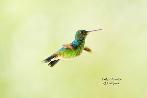 Oh friends, look at this little cute creature, don't you feel like giving it love?
ups! I did it again!!
 
some of my 🔝bird 📷 collection ▶️
https://bsky.app/profile/did:plc:gkdzhhasll5lweby2pnakh3c/feed/aaahz57tkb3re

#stunning  #picoftheday #photograper #luiscordobapharchive #nature #birds 
#eastcoastkin #hummingbirds