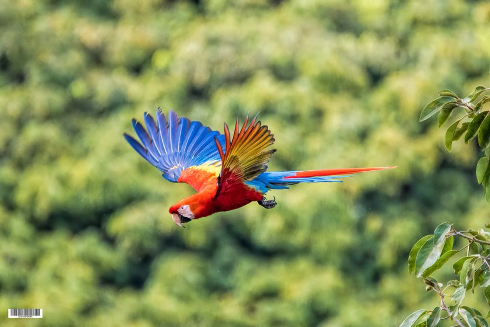 this bird colors are unique and #stunning for a #stunday  #sunday day #gucamayas   #picoftheday #photograper #luiscordobapharchive #nature #birds #earth
#eastcoastkin and stunning size 40 in length 30 wingspan not scarlet macaw but has #COL tricolor flag yellow blue red
my collection here 
https://bsky.app/profile/luiscordoba.bsky.social/feed/aaakxjvg42x26