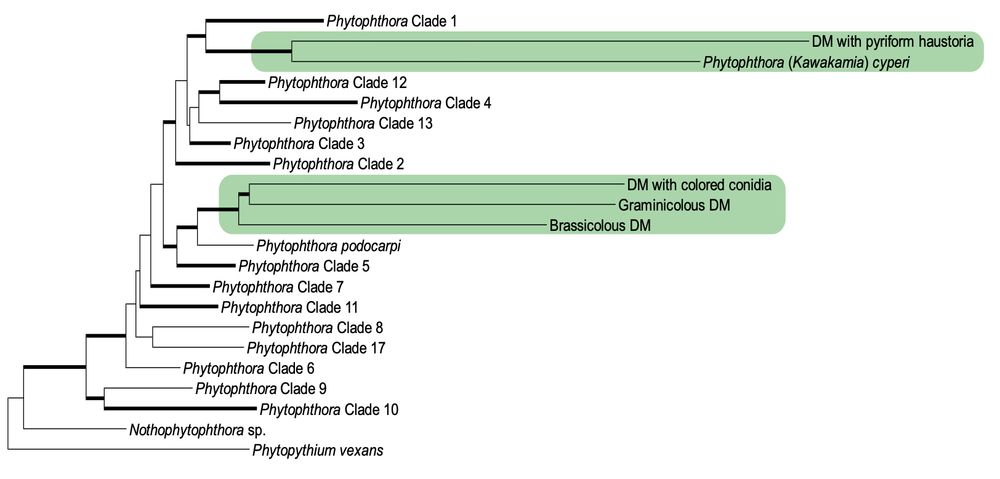 Condensed phylogenetic tree inferred from a 134-taxon, six-locus nuclear alignment (LSU, btub, tef1a, hsp90, rpl10 and enl) showing the relationships between the #Phytophthora clades and DM groups (redrawn from Bourret et al. 2018). Groups or taxa with an obligate biotrophic life-style are highlighted in green. 