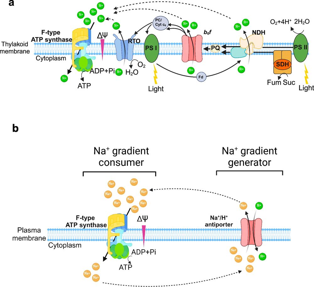 Schematic illustration of proposed H+ and Na+ energetics in Cyanothece sp. a Schematic representation of the typical H+ energetics across the thylakoid membrane coupled to photosynthesis in cyanobacteria (including Cyanothece sp.).
b Schematic representation of the proposed Na+ energetics across the plasma membrane with Na+ gradient generator and consumer in N2-fixing Cyanothece sp. cells. 