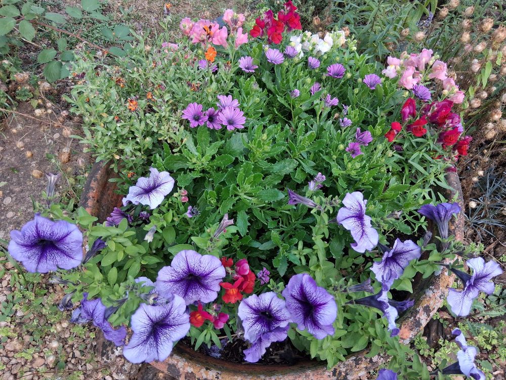 Big round clay pot from Portugal via tge MIL with purple petunias, purple osteospurmum and snapdragons in pink, white and red.