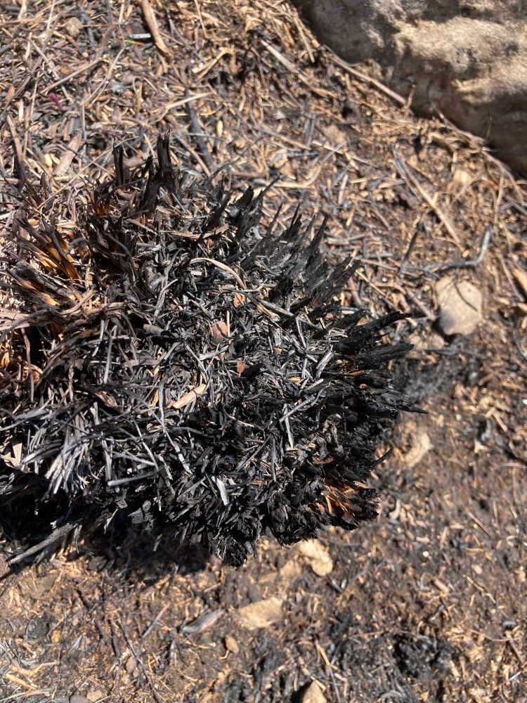 Dropseed clump completely killed by fire. No growth...living clumps show 3-6 inches of growth by now at this site. 