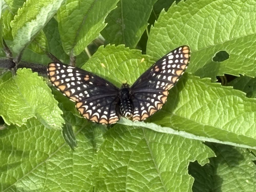 A black, orange, and white patterned Baltimore Checkerspot buttefly spreads its wings while perched on upward-facing surface of a spotted Joe-Pye weed leaf. 