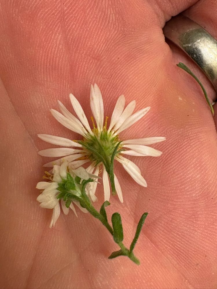Heath aster capitulum from below at left with recurved, blunt involucral bracts. Frost aster capitulum at right with pointy involucral bracts that are ascending to divergent immediately below the rays. 