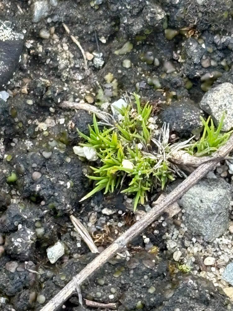 Spiky foliage of a small clump of Minuartii michauxii growing out of the textured and complex surface of a soil biological crust. 