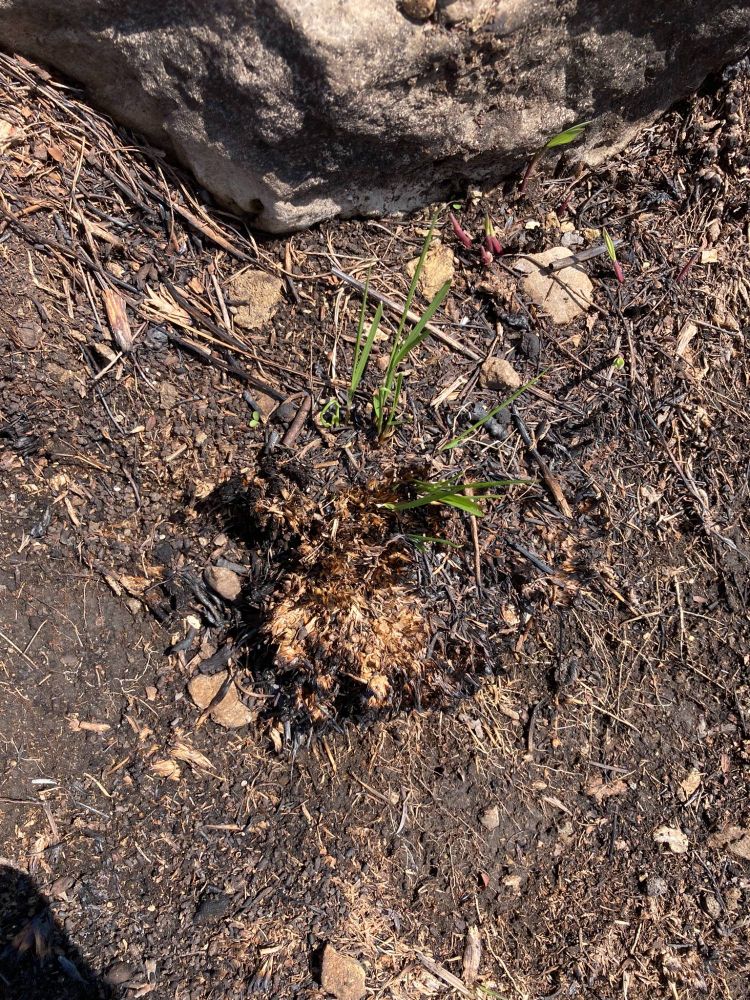Dropseed clump initiating growth that survived the March fire, but a large fraction of the clump (its meristems) were killed. 