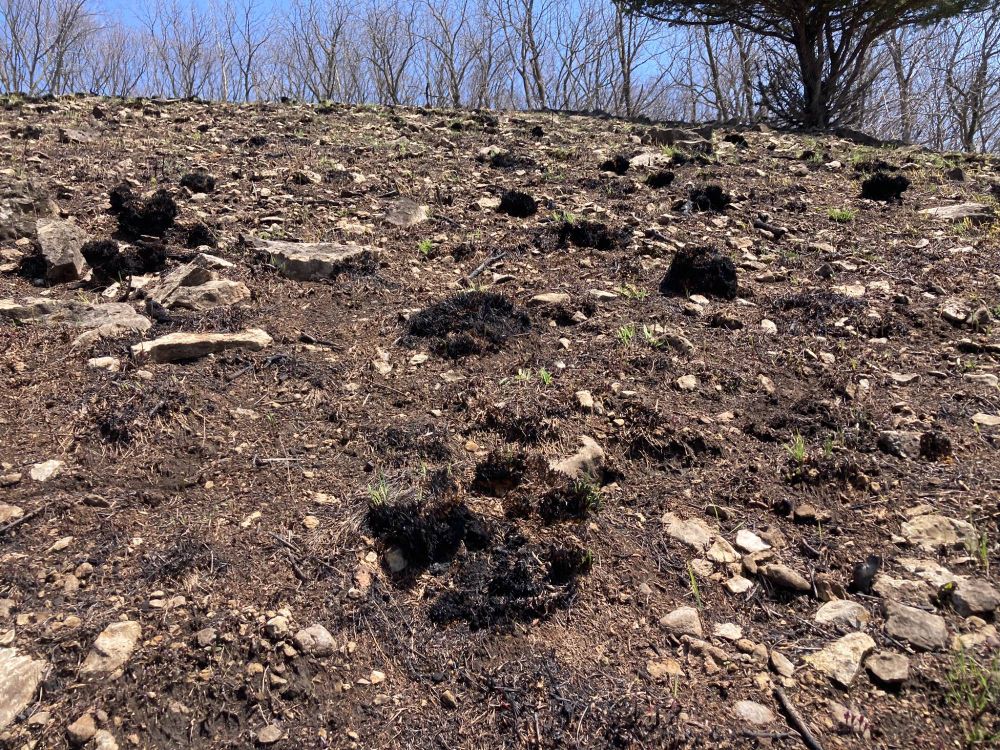 Wide view of prairie with manage dropseed clumps.
