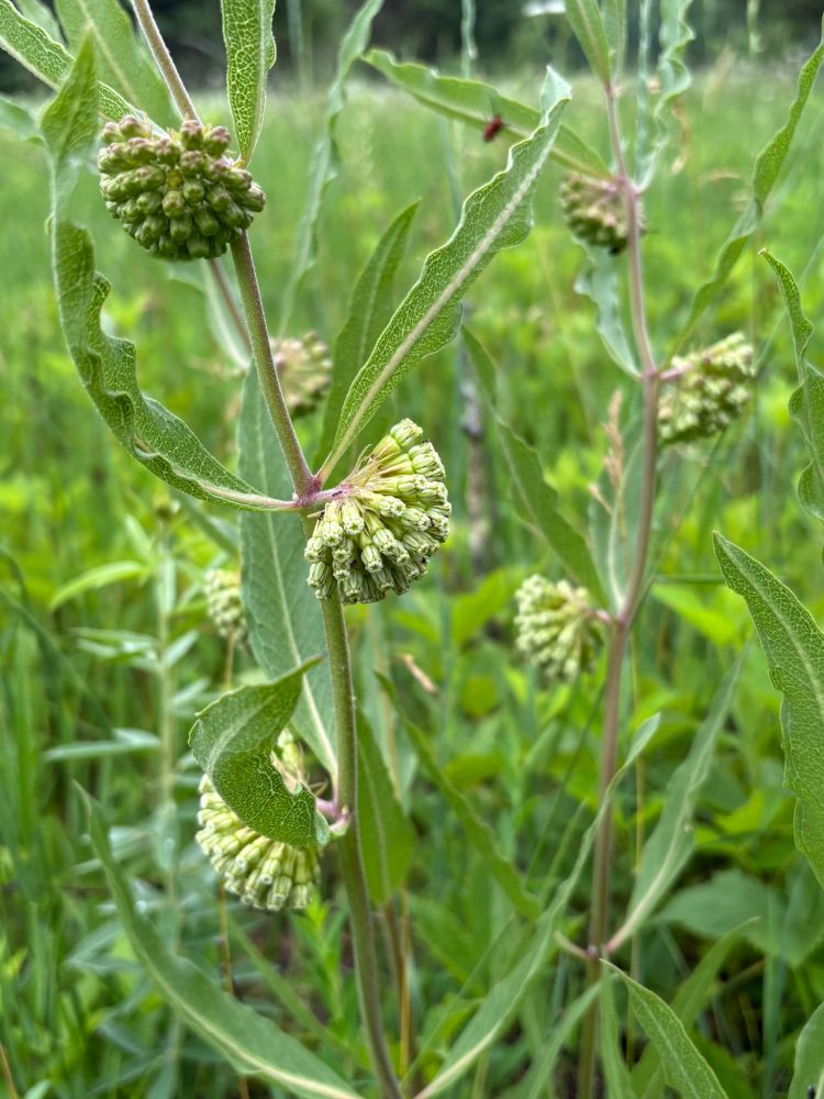 Clusters of cylindrical green blooms on a vigorous clump of short green milkweed, with long, wavy-margined leaves that feel like plastic. Not in this short, but a bumblebee visited while I was taking this photo. 