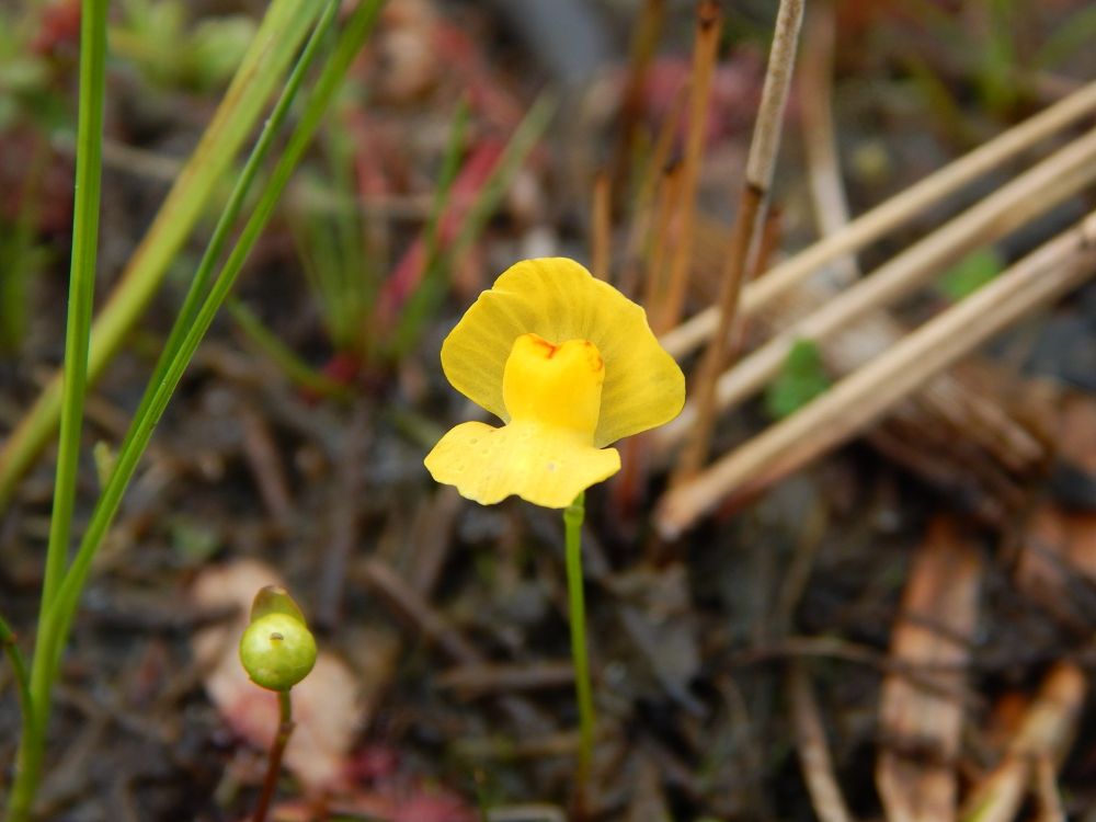 Utricularia gibba blossom
