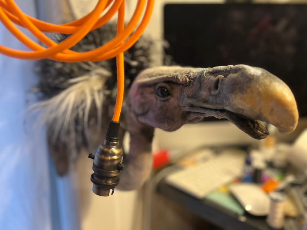 Thinking this guy would look good with orange 💡