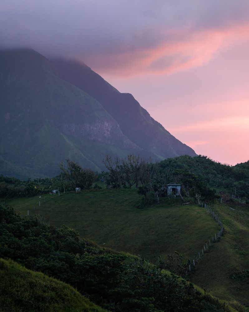 Pink sunrise on a hilly landscape. Cows graze on the hills.