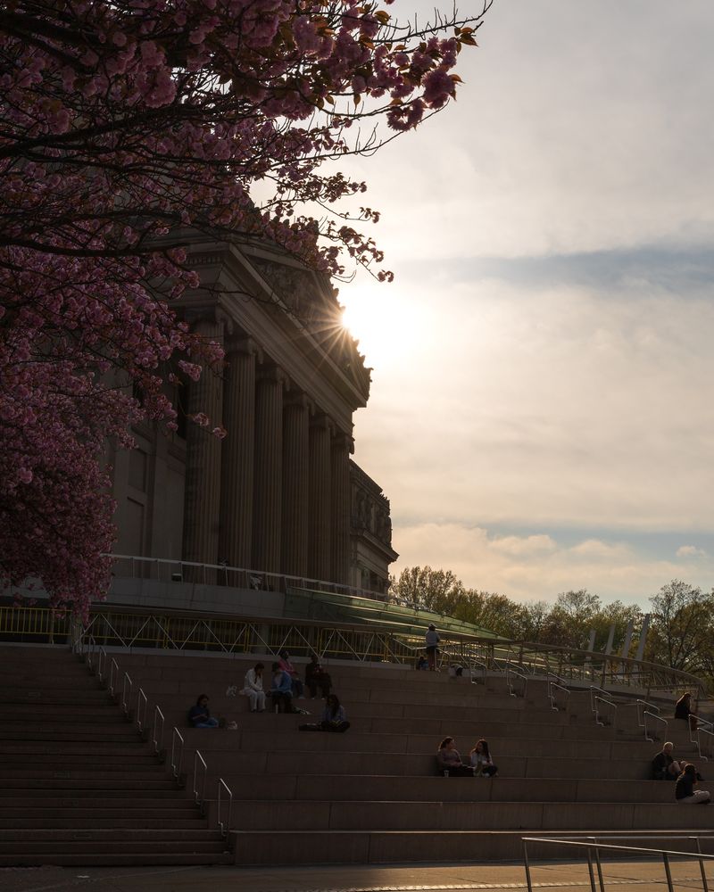 The columned entrance of the Brooklyn museum with the sun overhead. Cherry blossoms in bloom.