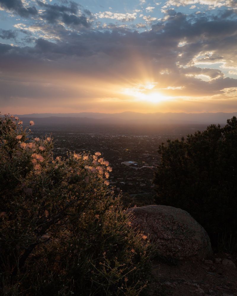 The setting sun lights up some wildflowers atop a mountain overlooking Santa Fe.