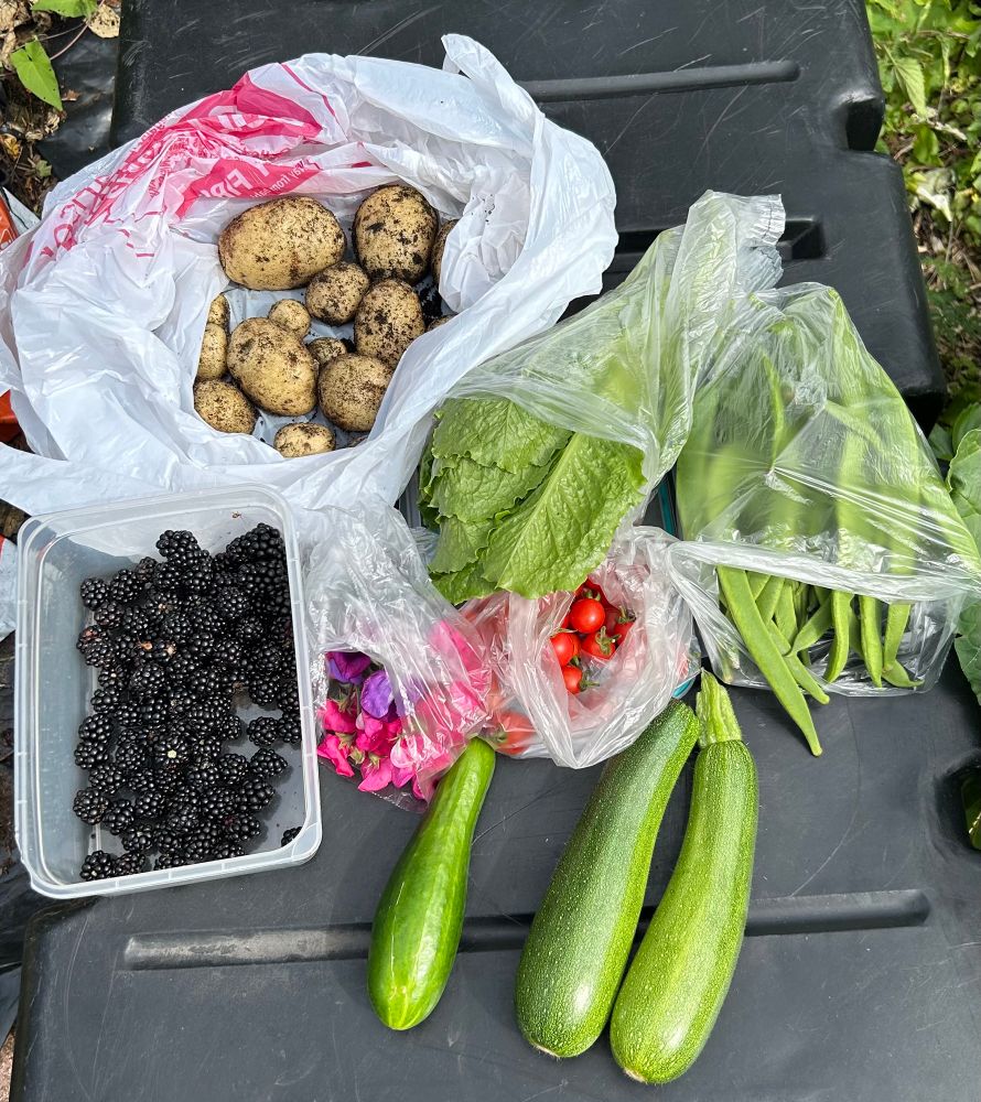 From the allotment - potatoes, blackberries, lettuce, runner beans, courgettes, cucumber, tomatoes, sweet peas