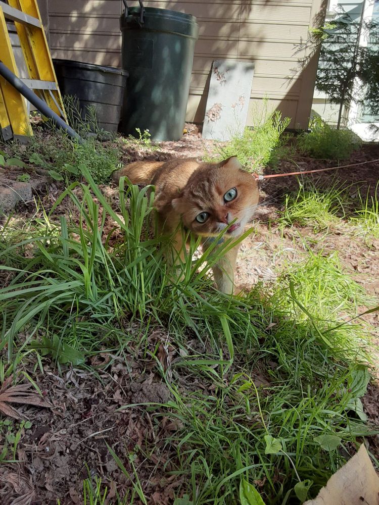 an orange scottish fold cat with bright green eyes tries to eat tall grass in a backyard 