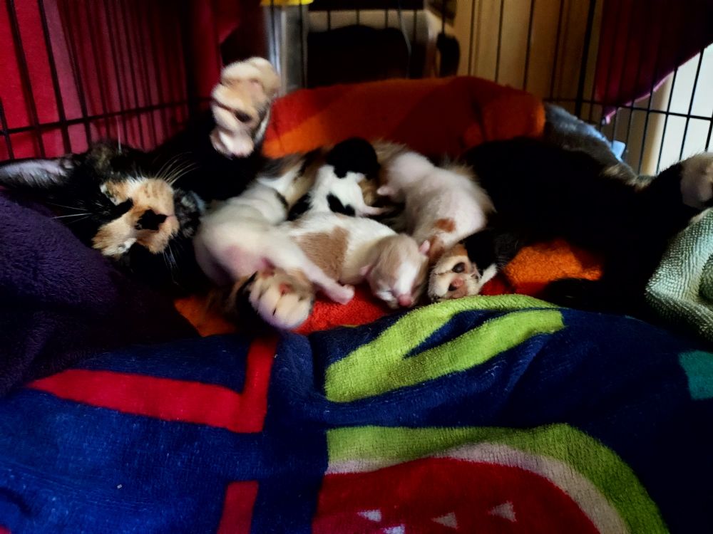 calico cat with kittens